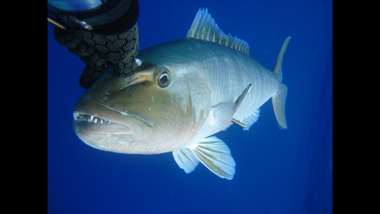 Spearing Green Jobfish in the Coral Sea