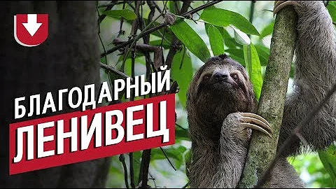 В Бразилии ленивцу помогли перейти дорогу чуть быстрее, чем он смог бы сам