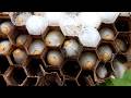 A Giant Hornet Was Sealed Alive Inside This Nest. It Was Still Moving.