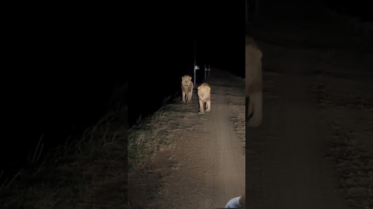 બેલાડ🦁 l GandiGir l Gir Forest l Sasan Gir Forest 