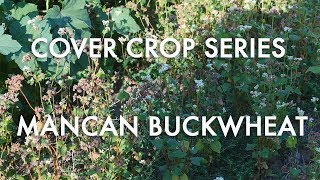 Mancan Buckwheat: Noble Cover Crop Series