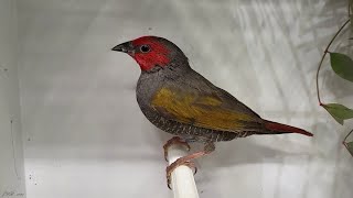 Beaumarquet À Ailes Jaunes - Yellow-Winged Pytilia - Pytilia Hypogrammica