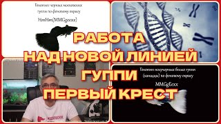 видео: РАБОТА НАД НОВОЙ ЛИНИЕЙ ГУППИ. ЭПИЗОД 1. ПЕРВЫЙ КРЕСТ (Р). / WORK ON A NEW LINE OF GUPPIES. картинка: РАБОТА НАД НОВОЙ ЛИНИЕЙ ГУППИ. ЭПИЗОД 1. ПЕРВЫЙ КРЕСТ (Р). / WORK ON A NEW LINE OF GUPPIES.
