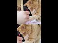 初めてお絵かきを見た猫の反応🎨🐈