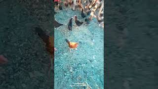 #chicken #goldfarming
