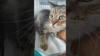 Забрали бездомного котика из клиники 🐱 Кот Фёдор едет в приют 🐱 Украина Одесса приют для кошек