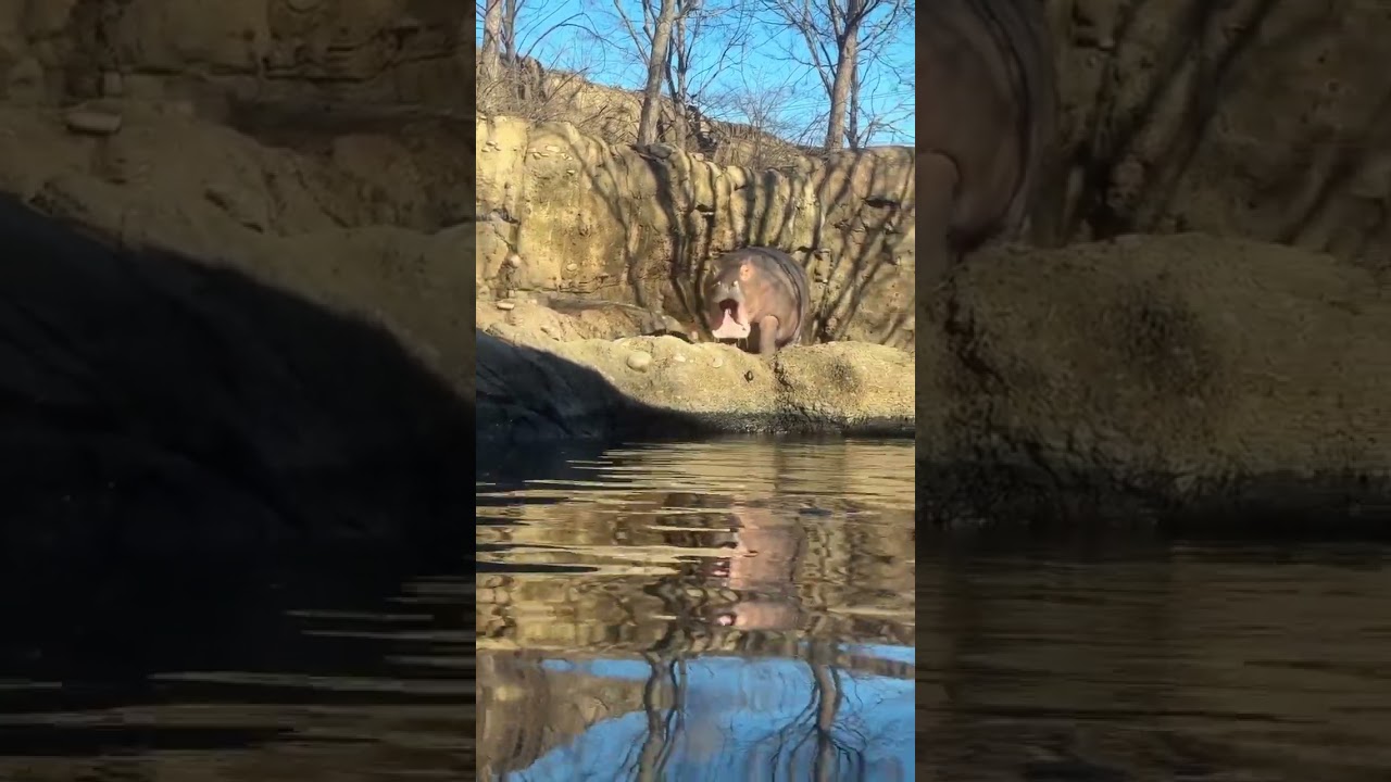 Hippos can open their mouths to a massive 150 degrees 🦛♥️