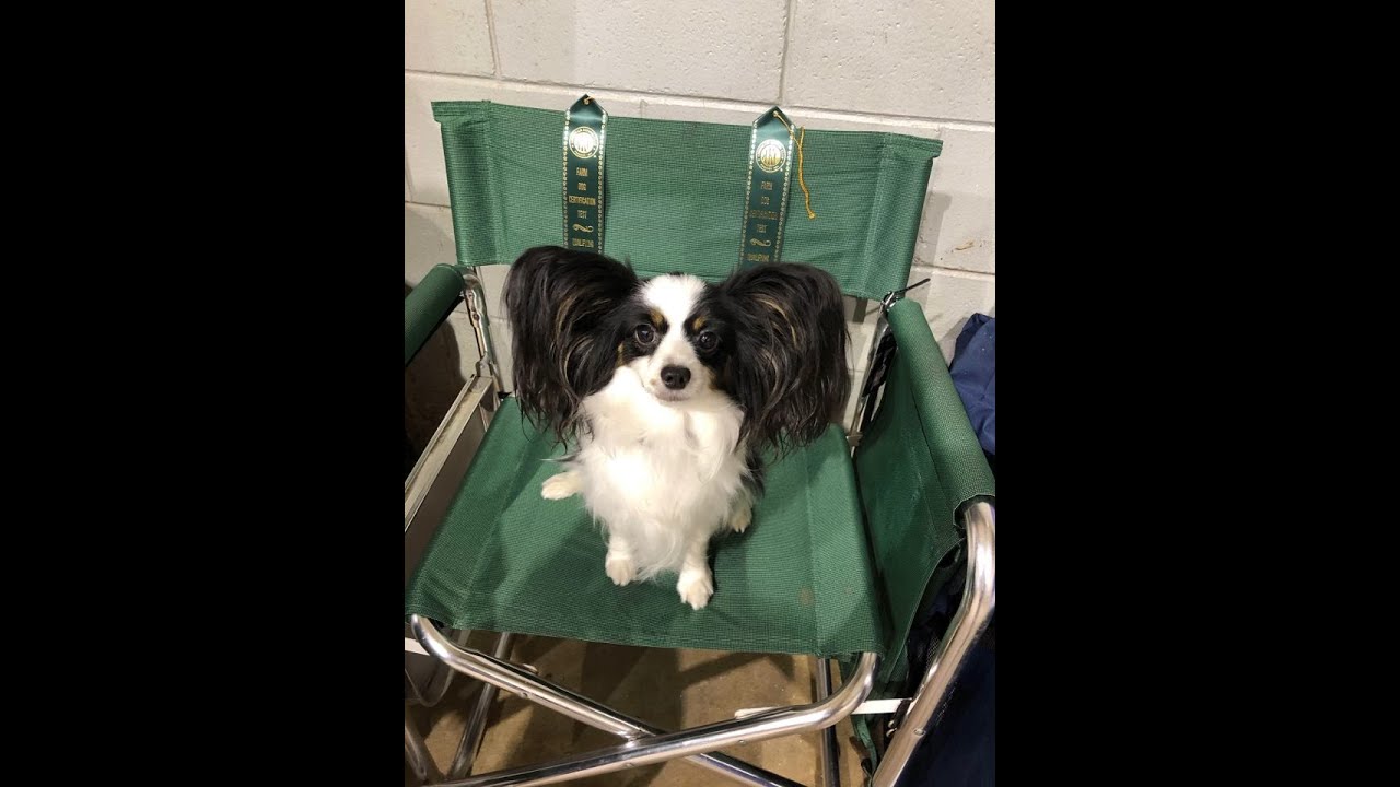 Cricket Farm Dog Test Clip YouTube