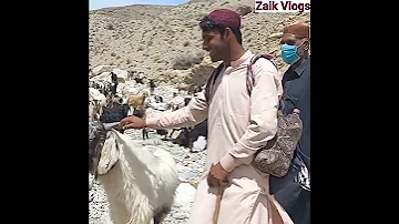 Baloch Shepherd Calls His Male Goat Brahui Shepherd S Male Goat Balochistan Shepherd S Male Goat 