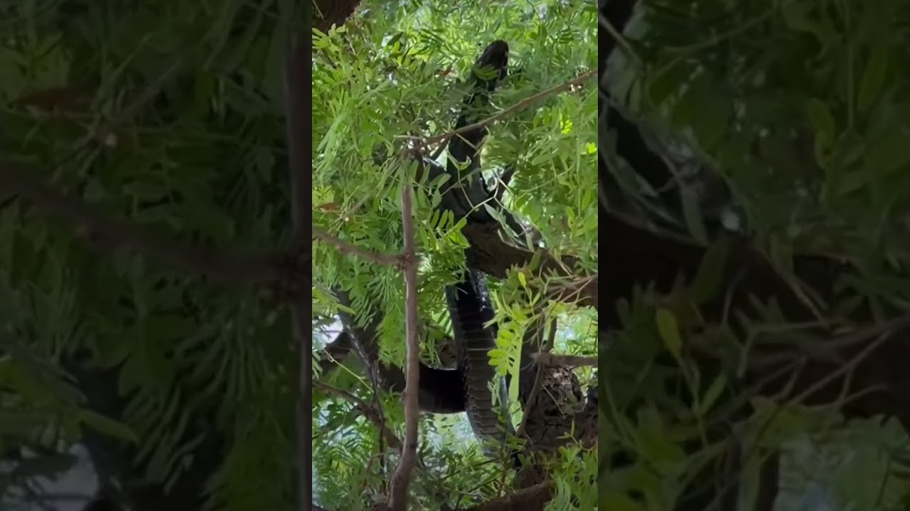 Rullian rapthlak tuk hmuh ni. eng rul nge ni ngai