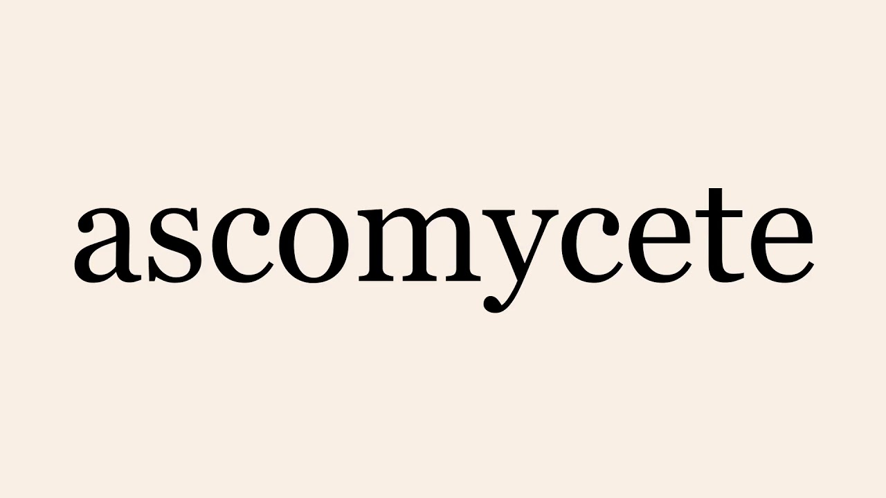ascomycete