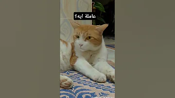 أنا مضغوطة مضغوطة 