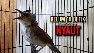 trucukan gacor TARUNG ROPEL PANJANG pancingan trucukan agar bunyi jadikan burung trucuk gacor EMOSI