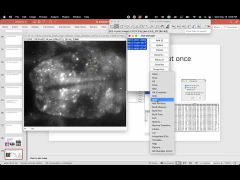 Fiji Image Analysis Crash course #002: Multi ROI plotting