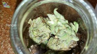 Viewing Entries at Loft Coffeeshop • Jack Herer Cup Amsterdam 2020