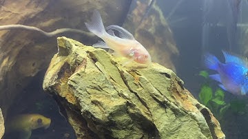 Cá Chuột Abino 30/11 | Cá Cảnh Nhật Toàn Gò Công 0977022281