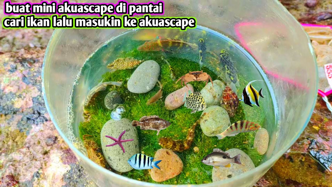 MEMBUAT KOLAM AKUASCAPE KECIL UNTUK IKAN BERBURU DIPANTAI