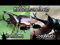 ด้วงกว่างที่สามารถพบเจอได้ในประเทศไทยมีกี่ชนิด!? Beetle Thailand