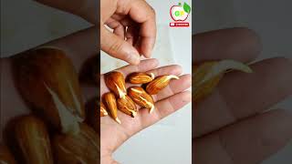 How to Grow Almonds Plant #shorts