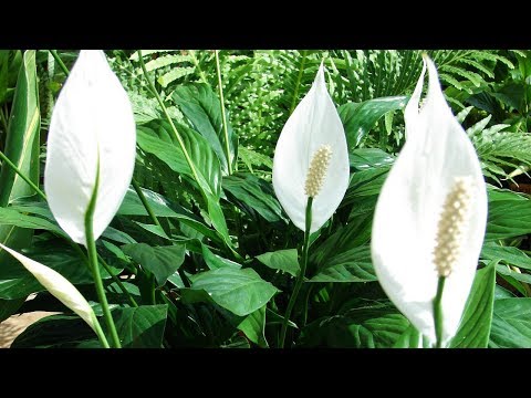 Video: Spathiphyllum: penjagaan di rumah. Spathiphyllum (kebahagiaan wanita): pemindahan