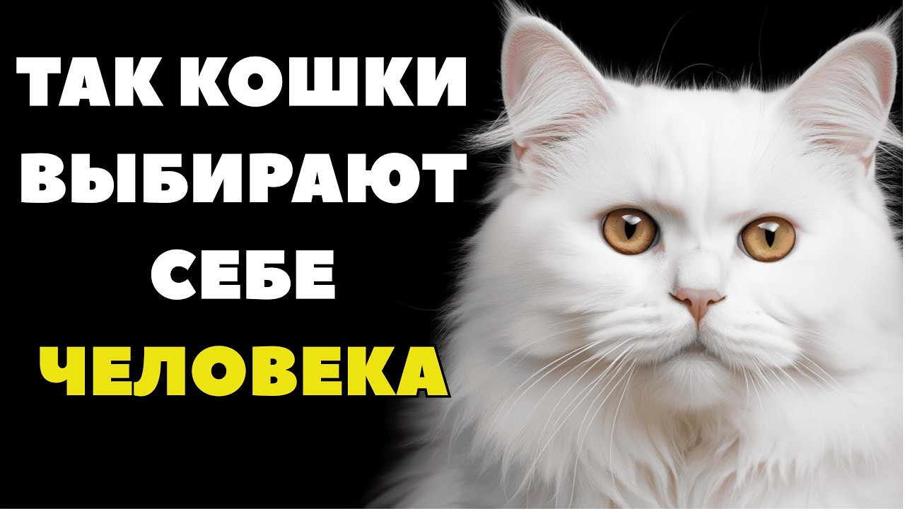 Почему КОШКИ идут к незнакомцам, а ХОЗЯЕВ игнорируют? Шокирующая правда!