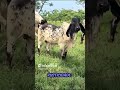 A FORÇA BRUTAL do Sardo Negro: O Zebu Gigante do México! 🐂😱