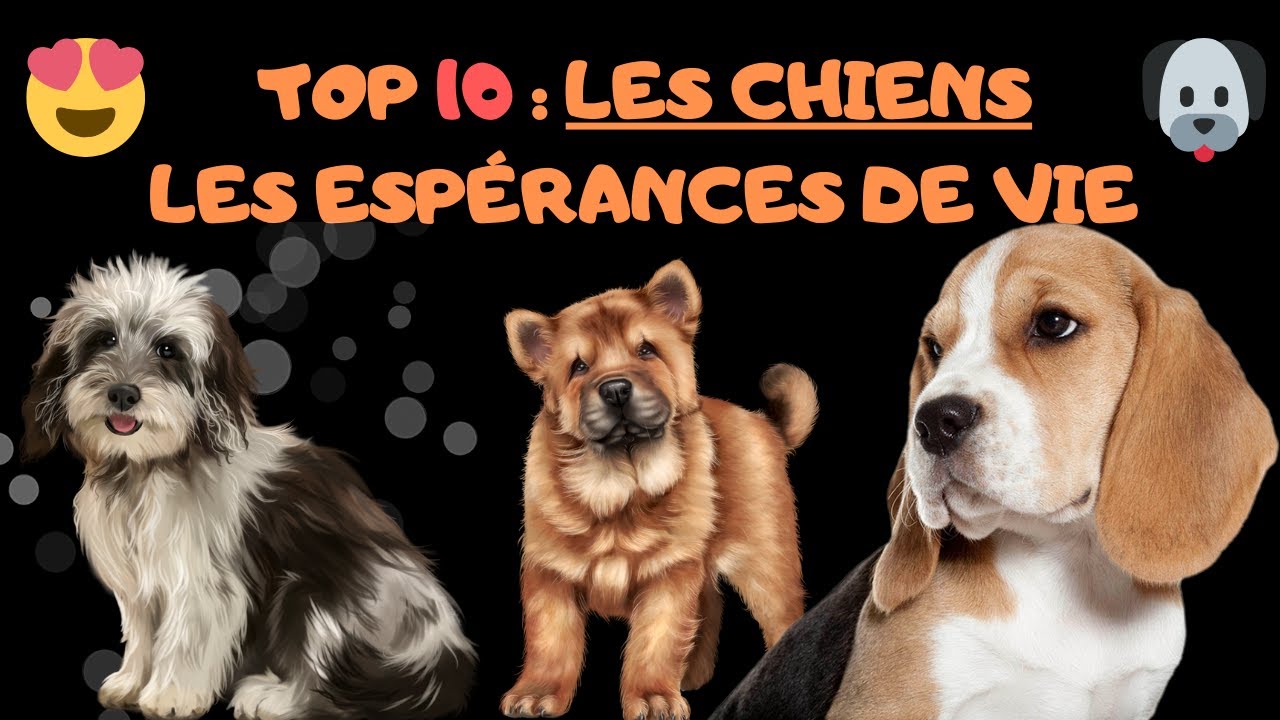 Espérance De Vie D Un Chien Batard Esam Solidarity Espérance De Vie D Un Chien Batard Esam Solidarity