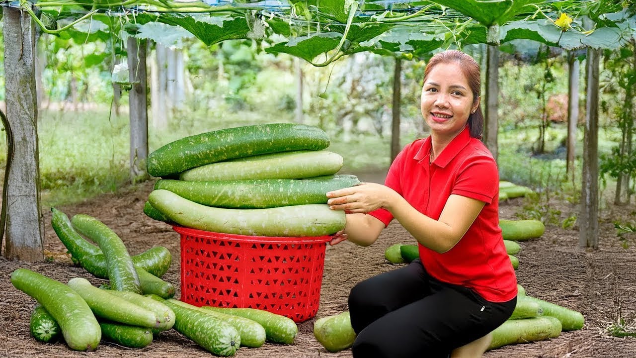 Harvesting Green Squash Garden in Winter with My Daughter Goes To Market Sell