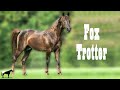 Un Caballo Para Delicados &quot;El Trote De Zorro&quot; (Fox Trotter)🐴-Del Cerro Soy