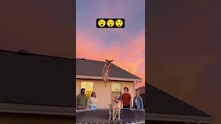 This Unbelievable Dog Jump Will Take Your Breath Away (Viral 4K Video) #shortsviral