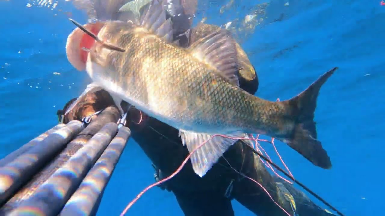 Esca Pencil Coreana Affondante A Lungo Lancio – Lucertola Medio/Piccola Per Mare E Fiume