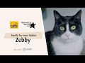 Zebby | National Cat Awards 2023: Family Fur-ever finalist