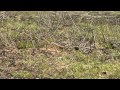 Mating frenzy of Six-Banded Armadillos 1