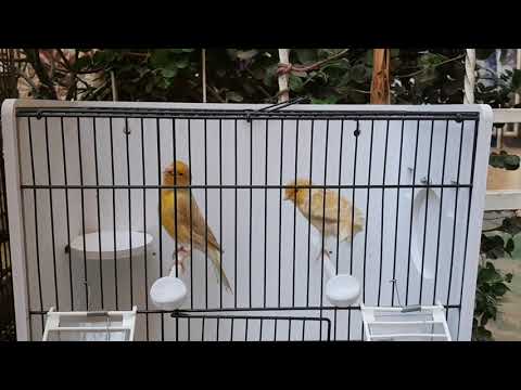 زوج كناري فحل اغات باستيل طيور رقم ١٨٧ من طيوري ضرغام الميرزا