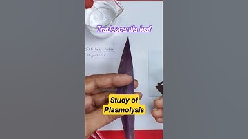 𝙎𝙩𝙪𝙙𝙮 𝙤𝙛 𝙋𝙡𝙖𝙨𝙢𝙤𝙡𝙮𝙨𝙞𝙨 ( 𝘛𝘳𝘢𝘥𝘦𝘴𝘤𝘢𝘯𝘵𝘪𝘢 𝘭𝘦𝘢𝘧) #shorts #plasmolysis #tradescantia #osmosis #hscpracticals