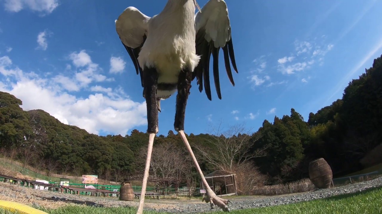 食べる そして食べられる L 掛川花鳥園 鳥達の飼育日誌