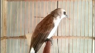 suara pemikat trucuk biar cepet birahi dan cepet gacor