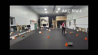 AKC Virtual Rally Intermediate Course #1