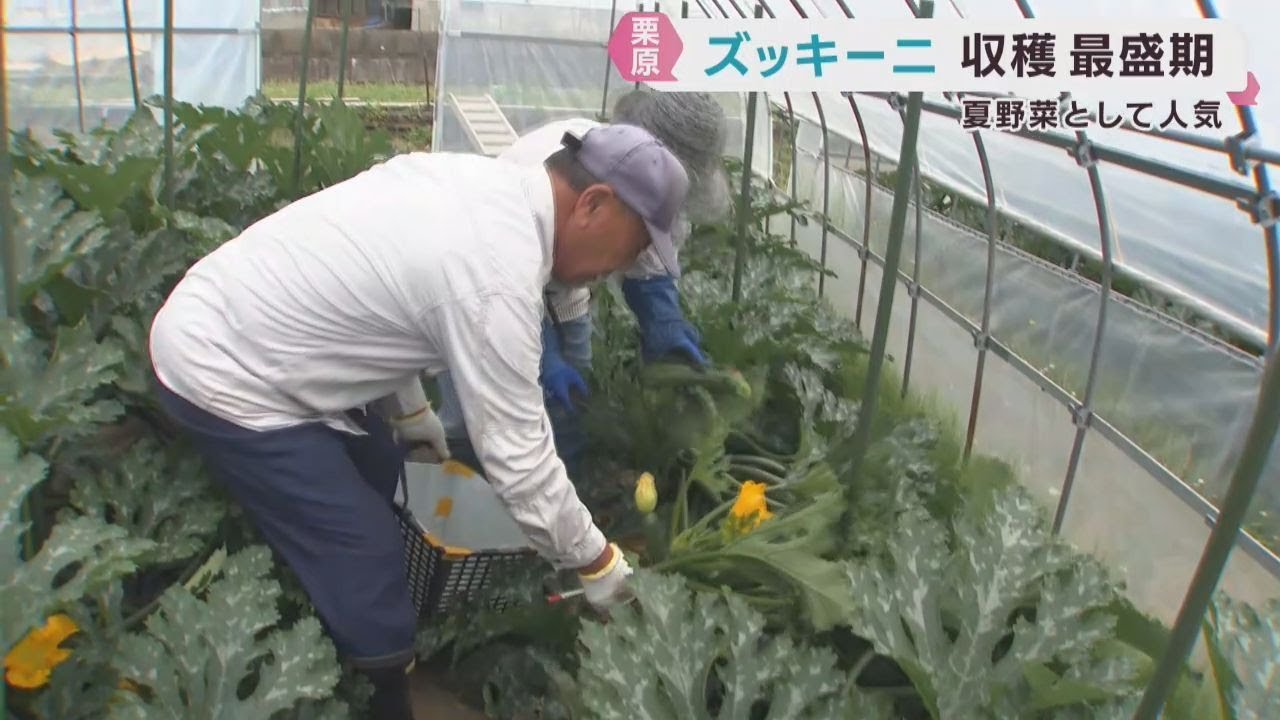 Summer vegetable zucchini harvest in full swing in Kurihara City