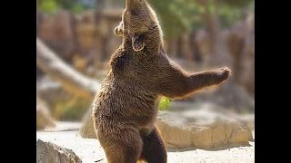 Rust | The Twerking Bear