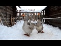 Тяжеловесные холмогорские гуси