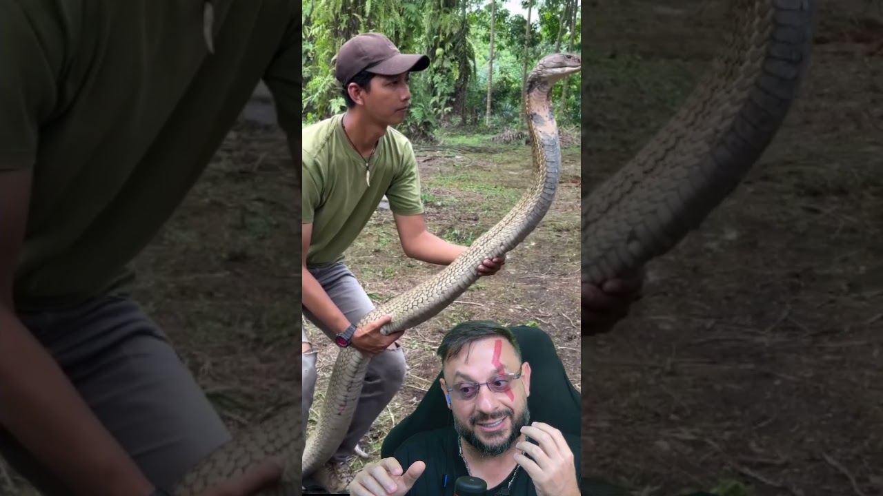 Gigantesca Cobra-rei, a maior cobra peçonhenta do mundo 