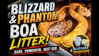 You Won't Believe This Blizzard Boa Litter!