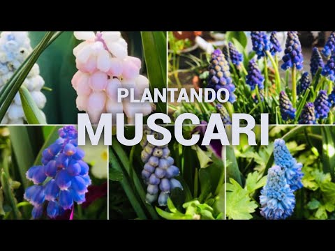 Vídeo: Cuidados com jacintos de penas: aprenda a cultivar um jacinto de penas Muscari