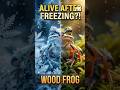 Wood Frog l Nature's Real Life ice Zombie #frogs #woodfrog #shorts