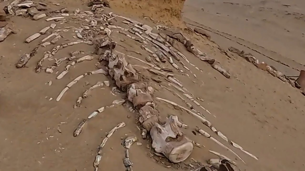 مصر / وادي الحيتان الريان محافظة الفيوم حلقة رقم 7 تاريخ 2025/10/26 4k 