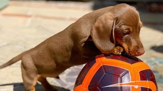 Dachshund dogs enjoy playing football and balloons instagram videos compilation ,Sausage dogs,