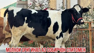картинка: Гуночин моли бугуз Собирчон Спитомен 21 октября 2025 г.
