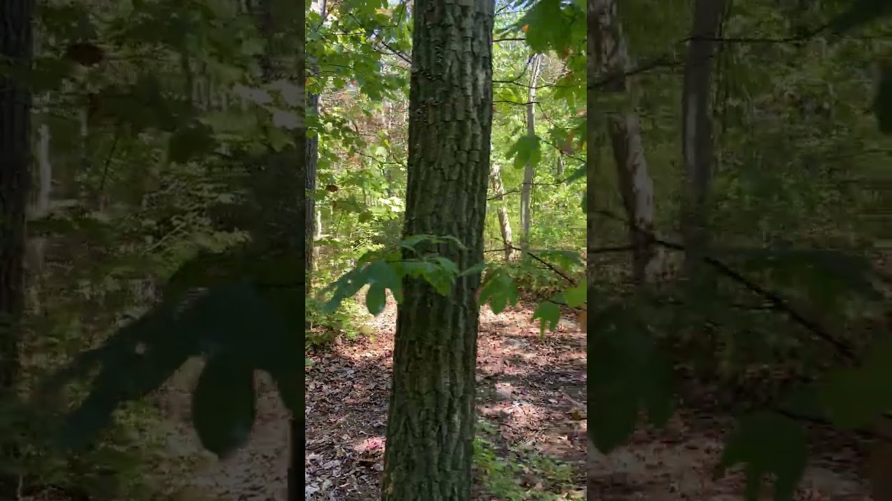 Michuax state forest atv riding on the fender trail