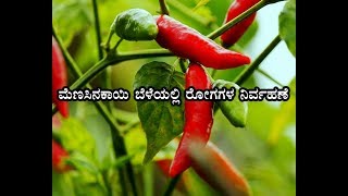 'Disease Management In Chilli Crops' 'ಮೆಣಸಿನಕಾಯಿ ಬೆಳೆಯಲ್ಲಿ ರೋಗಗಳ ನಿರ್ವಹಣೆ'